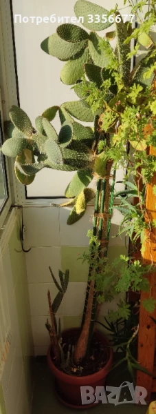 Кактус "Opuntia Microdasys" h>2.0m', снимка 1