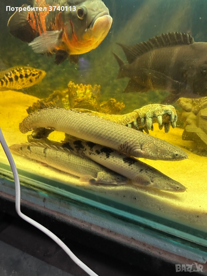 Полиптерус, снимка 1