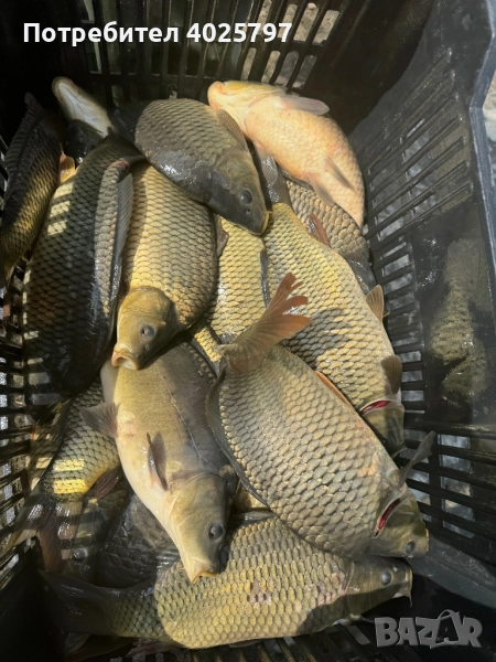 Продавам шаран, снимка 1