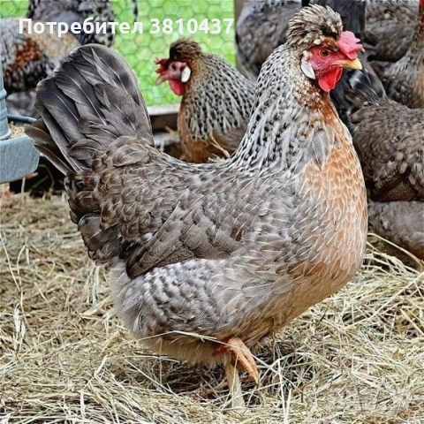 продавам ярки легбар 