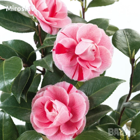 Камелия (Шарена)