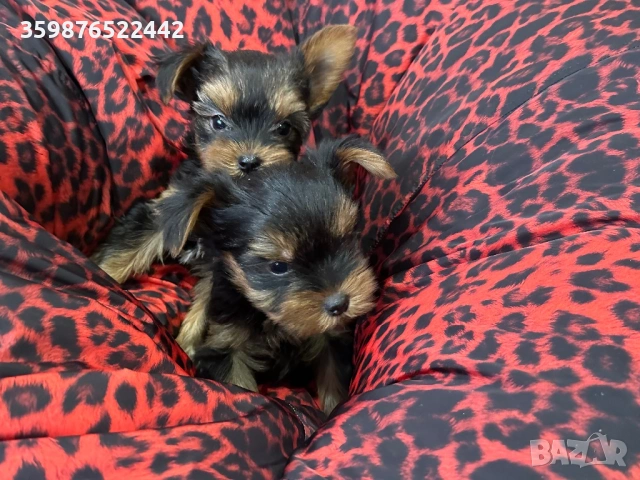 Мини йоркширски териерчета