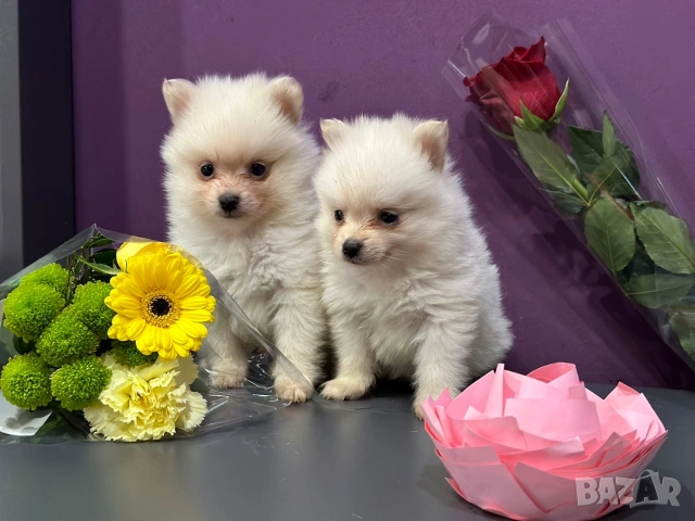 Померан , снимка 5 - Померан - 53682716