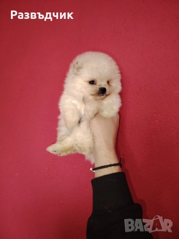 Мини-шпиц померан , снимка 1