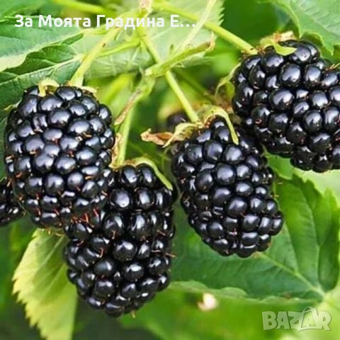 Къпина - Уашито сладка без бодли