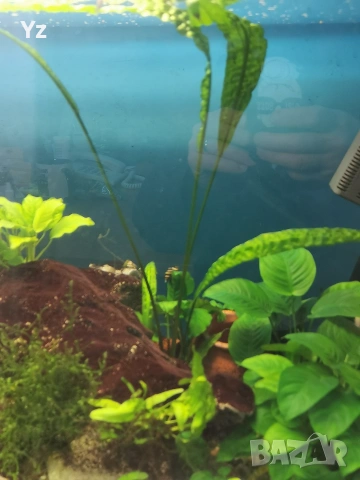 Продавам анубиас и гигантска криптокорина Helena хищни охлюви, снимка 2 - Оборудване за аквариуми - 48177517