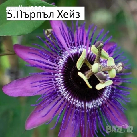 Пасифлора - Passiflora   Налични 5 вида , снимка 5 - Стайни растения - 27899465