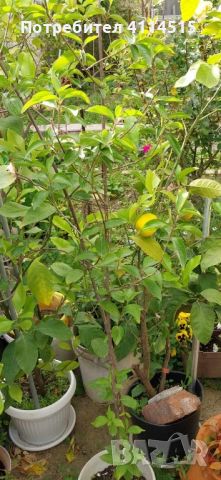 Лимонови дръвчета, снимка 6 - Стайни растения - 45980513