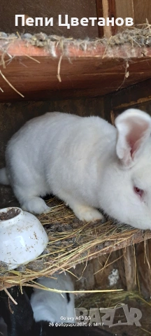 Зайци Заек Зайчета, снимка 4 - Декоративни зайчета - 53812015