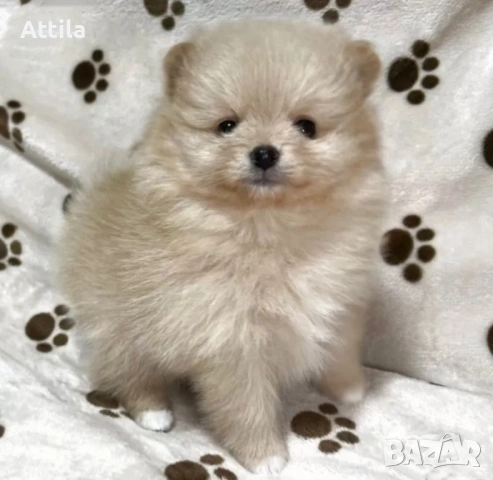  Померан – мини и джудже тип, снимка 7 - Померан - 53622471