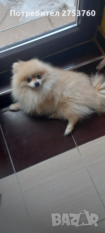 Продавам померан