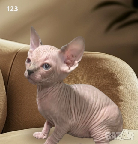 Канадски сфинкс и елф, снимка 3 - Сфинксове - 52148550