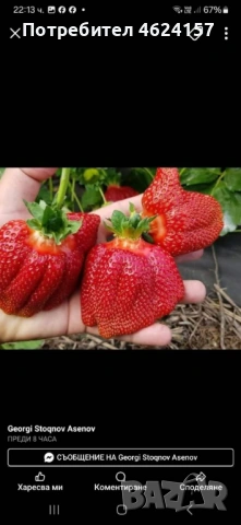 Продавам разсад ягоди и малини , снимка 2 - Сортови семена и луковици - 54151689