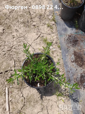 Розмарин Каскаден - Rosmarinus officinalis prostrata, снимка 8 - Разсади - 51360286