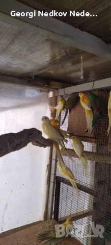 Продавам пойни папагали, снимка 3 - Папагали - 45586449
