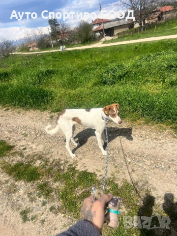 Търси дом, подарява се!, снимка 2 - Други - 54176849