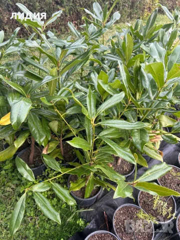 Магнолия , снимка 4 - Градински цветя и растения - 38656302