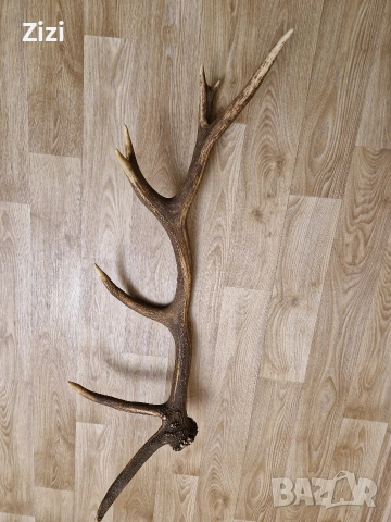 рог от елен