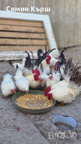 Шабо, снимка 3 - Кокошки и пуйки - 53461928