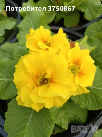 🌿💞🌸 Кичеста иглика, тип розичка, снимка 9 - Градински цветя и растения - 53068918