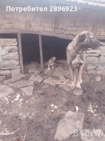 Турски кангал кученца 