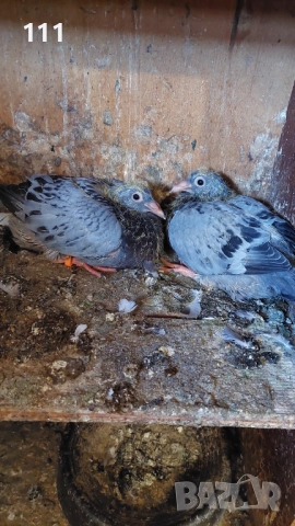 Млади спортни Гълъби , снимка 3 - Гълъби - 52268855
