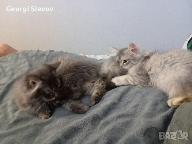 Сибирски котета, снимка 10 - Сибирски - 51027920