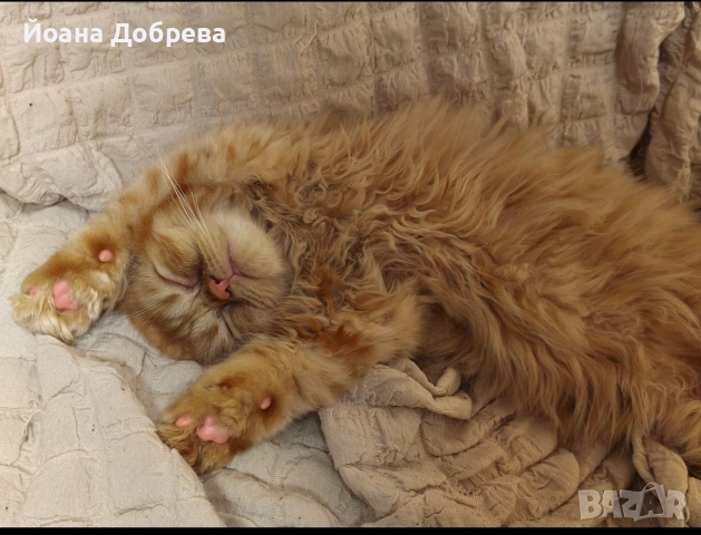 Породисти пухкави персийски котета, снимка 4 - Персийска - 52670996