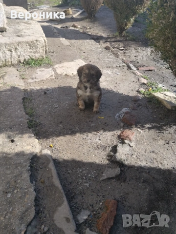 Кучета и кученца, снимка 5 - Немски шпиц - 53509807