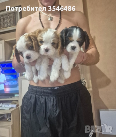 Кавалер Кинг Чарлз шпаньол , снимка 2 - Шпаньоли - 52714530