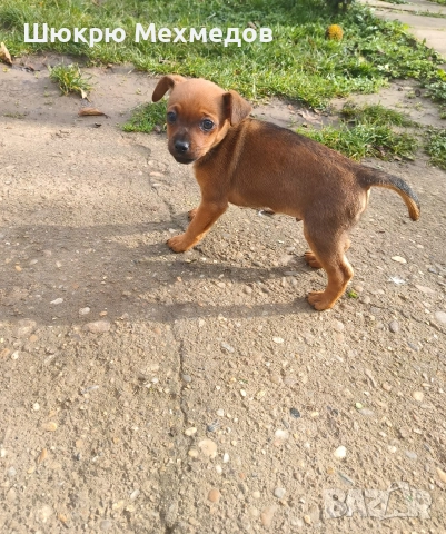 Мъжко пинчер 