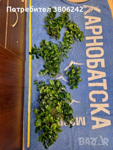 Растения анубиас, снимка 2 - Други - 54267151