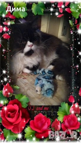 Ваксинирани персийски дългокосместа многоцветни принцове,с ЕС паспорт,микрочип домашни любимци!, снимка 11 - Чинчили - 42172746