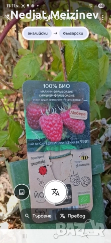 Малини разсад, снимка 5 - Разсади - 51943918