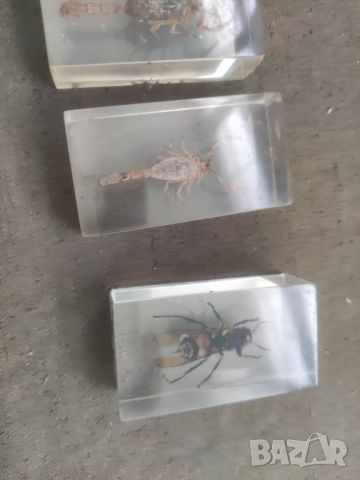 Препарирани насекоми, снимка 11 - Други стоки за дома - 46253974