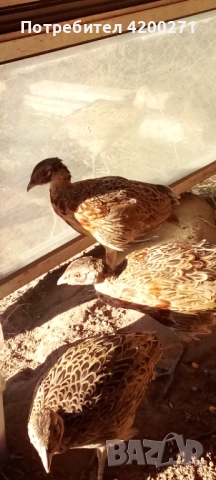  Фазани , снимка 3 - други­ - 49542295