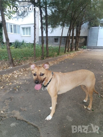 Разхождане и грижа за домашни любимци , снимка 6 - Ветеринари и услуги - 51072376