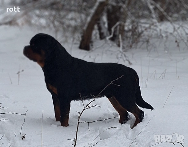 Ротвайлер, снимка 5 - Ротвайлер - 53636830