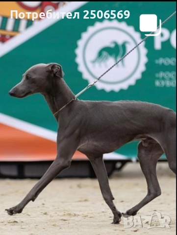 Продавам кученца италианска хрътка, снимка 9 - Хрътка - 52861468