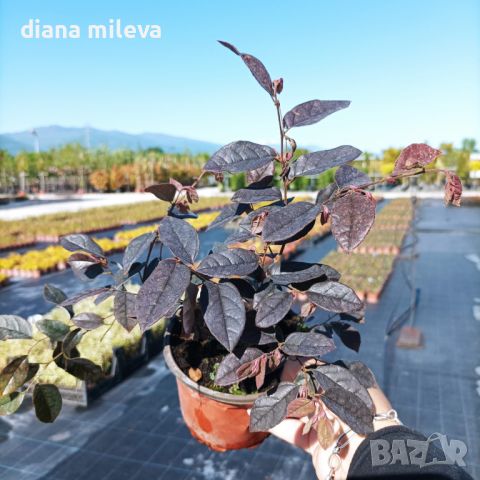 Лоропеталум Черна перла, Loropetalum Chinense Black Pearl, снимка 12 - Градински цветя и растения - 44297305