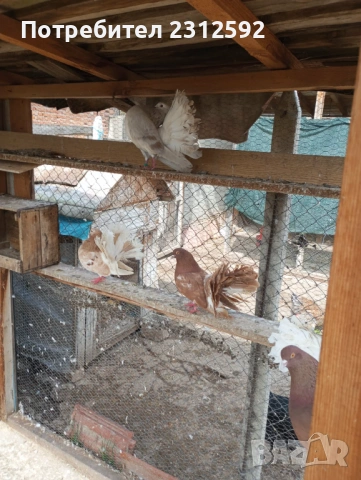 Продават се палунести гълъби!!!, снимка 2 - Гълъби - 53980869