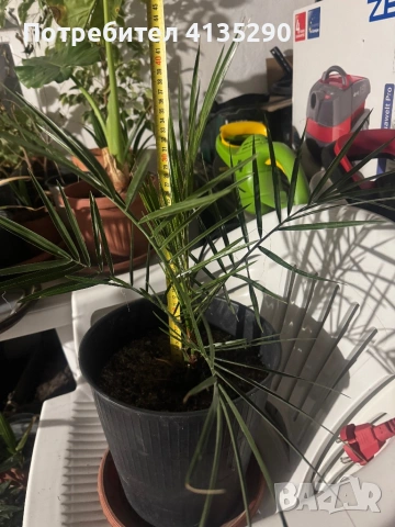 Палми - финикова и трахикарпус, снимка 9 - Градински цветя и растения - 53986087