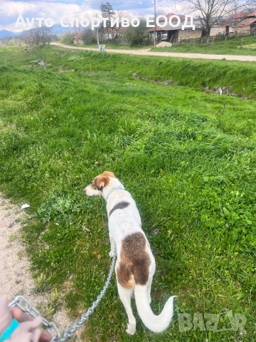 Търси дом, подарява се!, снимка 4 - Други - 54176849