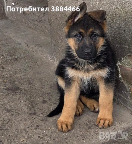 немска овчарка женска, снимка 5 - Немска овчарка - 53192385