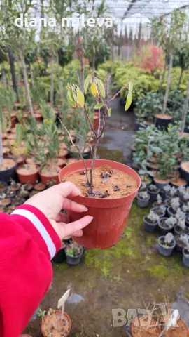 Калифорнийски люляк Хенри Дефозе,  Ceanothus 'Henry Defosee', снимка 17 - Градински цветя и растения - 46888623