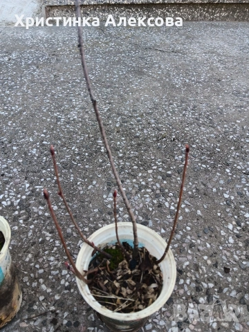 Арония разсад, снимка 3 - Разсади - 53768709