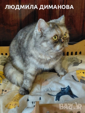 Екзотично женско , снимка 3 - Персийска - 53943234