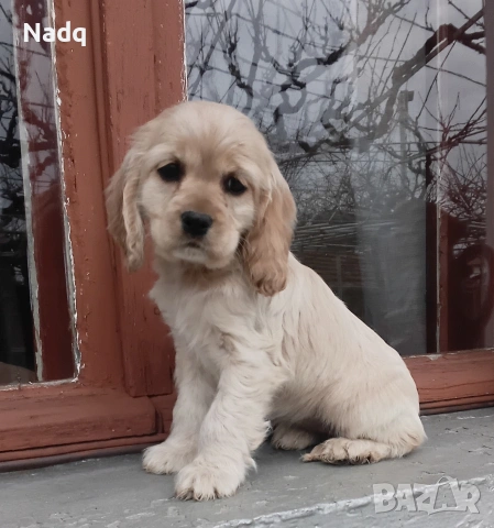 Кокер шпаньол Страхотно , снимка 2 - Кокер шпаньол - 53904590