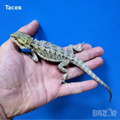 Брадата агама