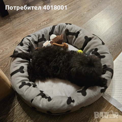 продавам черен мъжки Пудел, снимка 2 - Пудели - 53517079